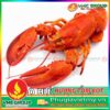 HƯƠNG TÔM BỘT